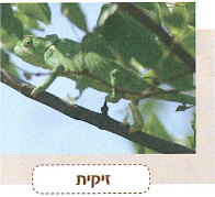 (בספר תמונה, היעזר במנחה)